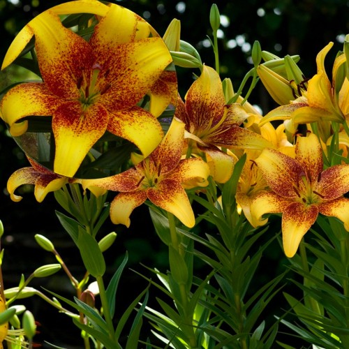 Lilium 'Golden Stone' - Liilia 'Golden Stone' P11/0,75L